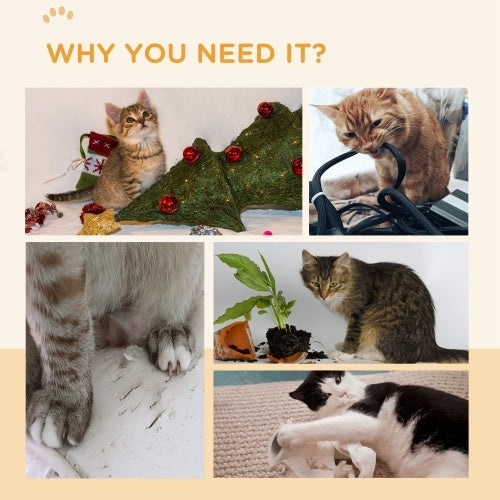 Cat Wheel Scratching