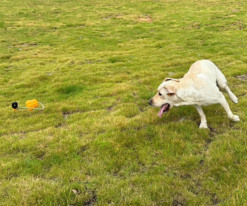 Dog Rope Fetch Exercise Large Aggressive Chewers