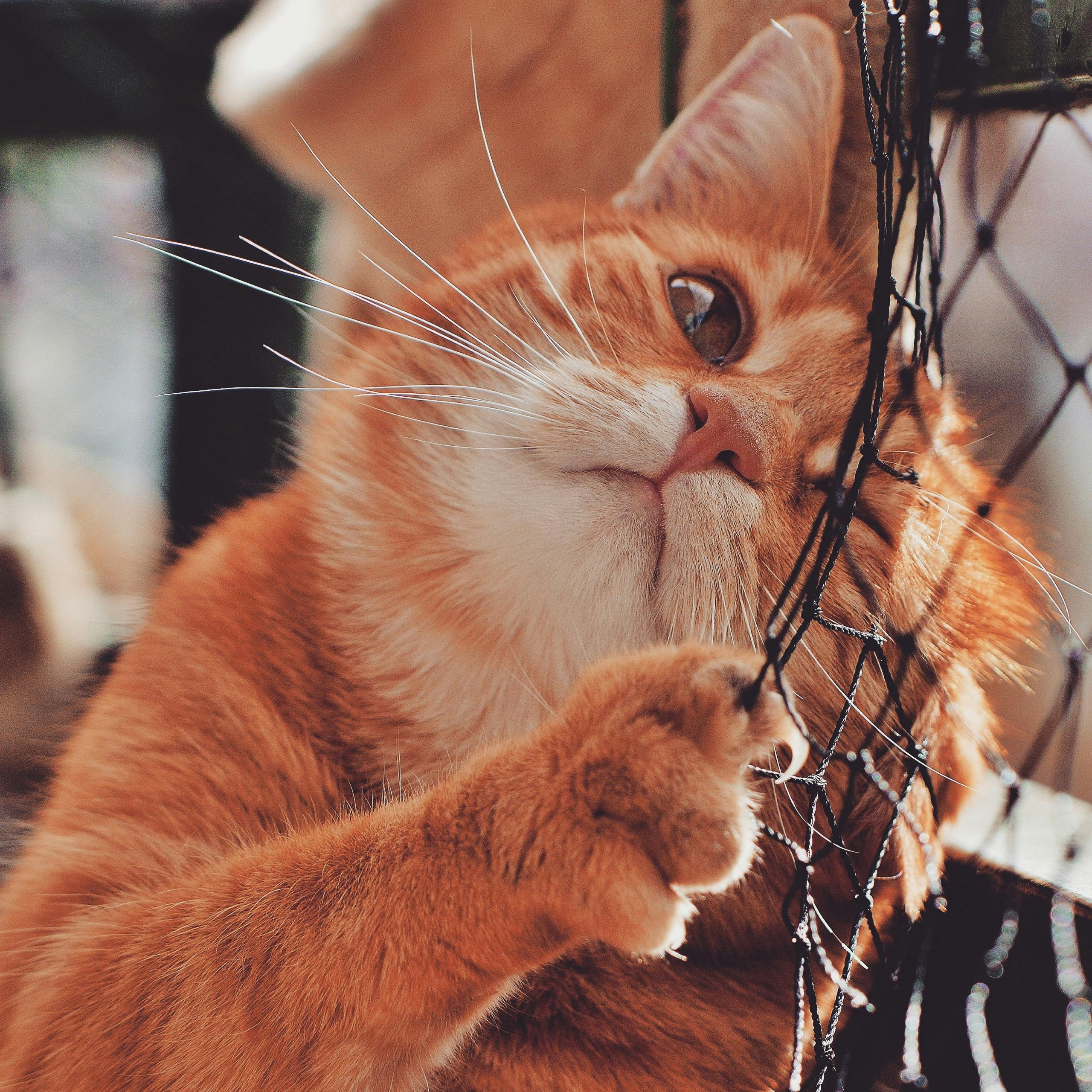 Cat Products