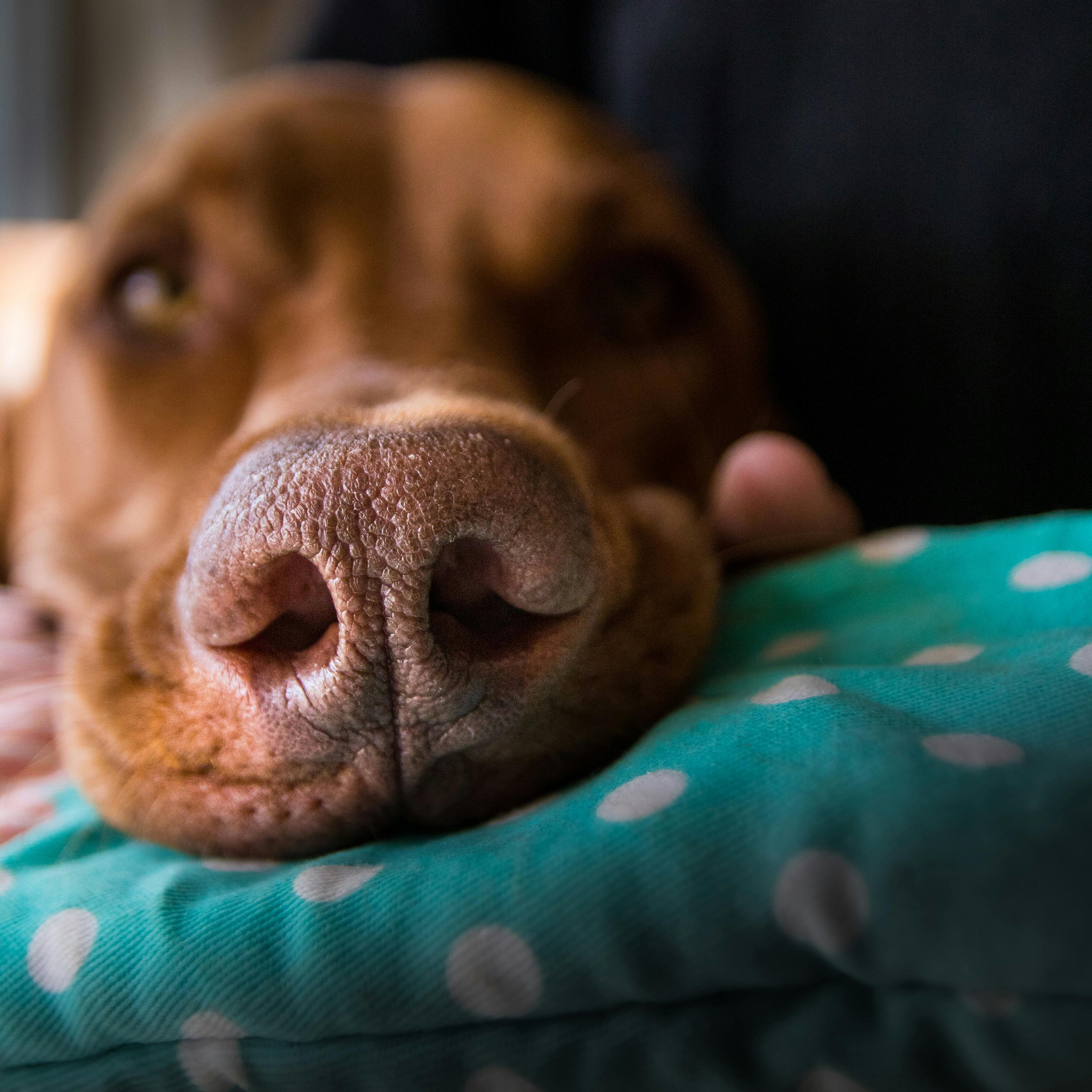 Dog Products