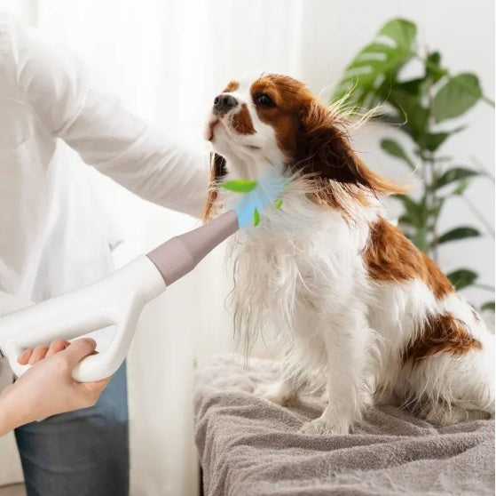 Dog and Cat Hair Blower with Negative Ion Function and Adjustable Temperature.