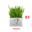 Soilless Organic Cat Grass Clean Oral Cat