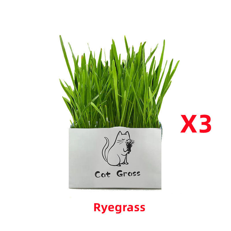 Soilless Organic Cat Grass Clean Oral Cat