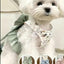Pet Harness Leash Set Elegant Adjustable Half Vest Design For Cats and Small Dogs.