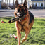 Reflective Dog Training Bite Stick