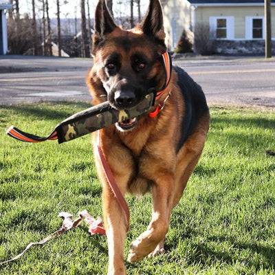 Reflective Dog Training Bite Stick