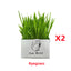 Soilless Organic Cat Grass Clean Oral Cat
