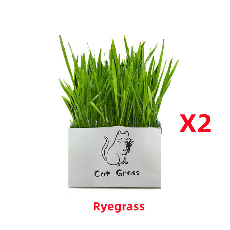Soilless Organic Cat Grass Clean Oral Cat