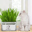 Soilless Organic Cat Grass Clean Oral Cat