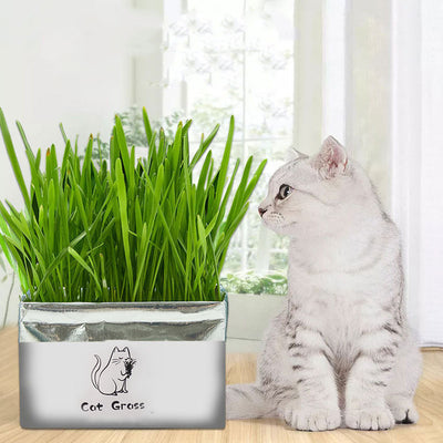 Soilless Organic Cat Grass Clean Oral Cat