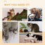 Cat Wheel Scratching
