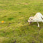 Dog Rope Fetch Exercise Large Aggressive Chewers