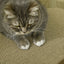 Cat Wheel Scratching