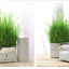 Soilless Organic Cat Grass Clean Oral Cat