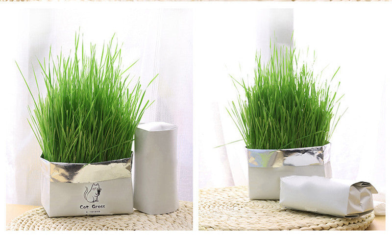 Soilless Organic Cat Grass Clean Oral Cat