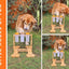 Dog Toy Wooden Puzzle