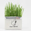 Soilless Organic Cat Grass Clean Oral Cat