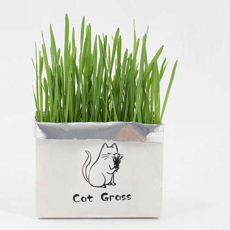 Soilless Organic Cat Grass Clean Oral Cat