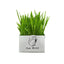 Soilless Organic Cat Grass Clean Oral Cat