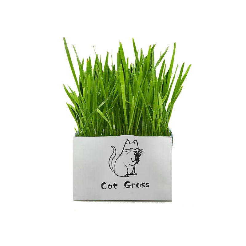 Soilless Organic Cat Grass Clean Oral Cat