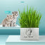Soilless Organic Cat Grass Clean Oral Cat