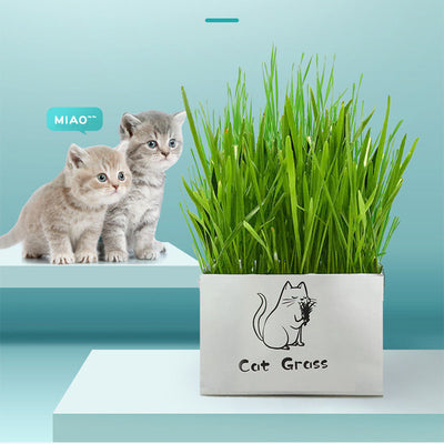 Soilless Organic Cat Grass Clean Oral Cat