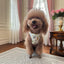 Pet Harness Leash Set Elegant Adjustable Half Vest Design For Cats and Small Dogs.